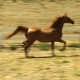 Video Promotion for Sale of Horses 