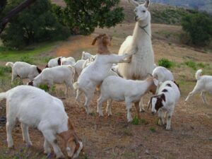 Goats