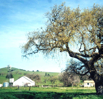 Country