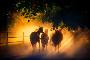 Horse Secret