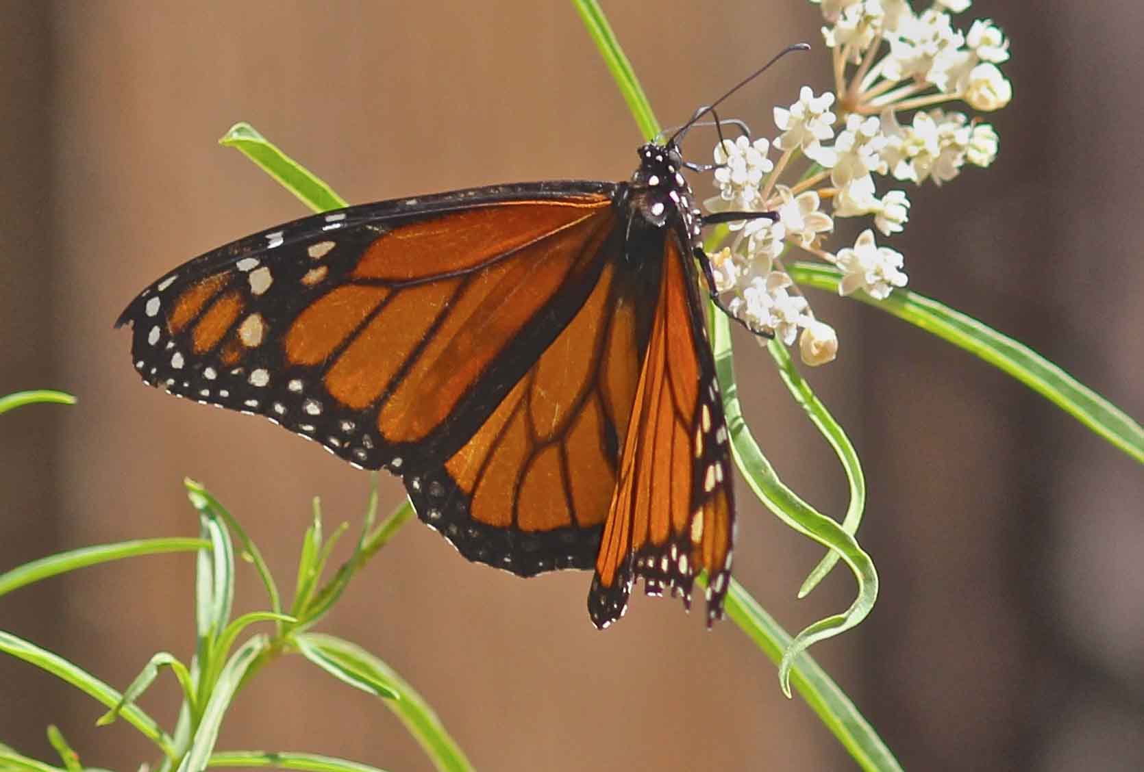Monarch