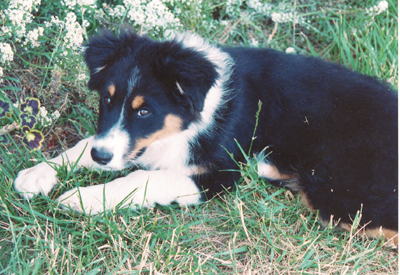 Puppy
